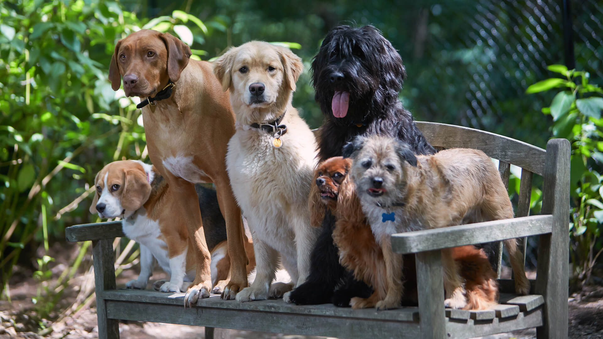 Revolution Dog Training Best Dog Trainers In Tampa Bay FL, 46% OFF